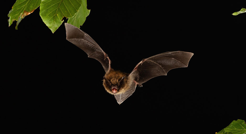 a brown Brandt's bat against a black background flying toward the viewer