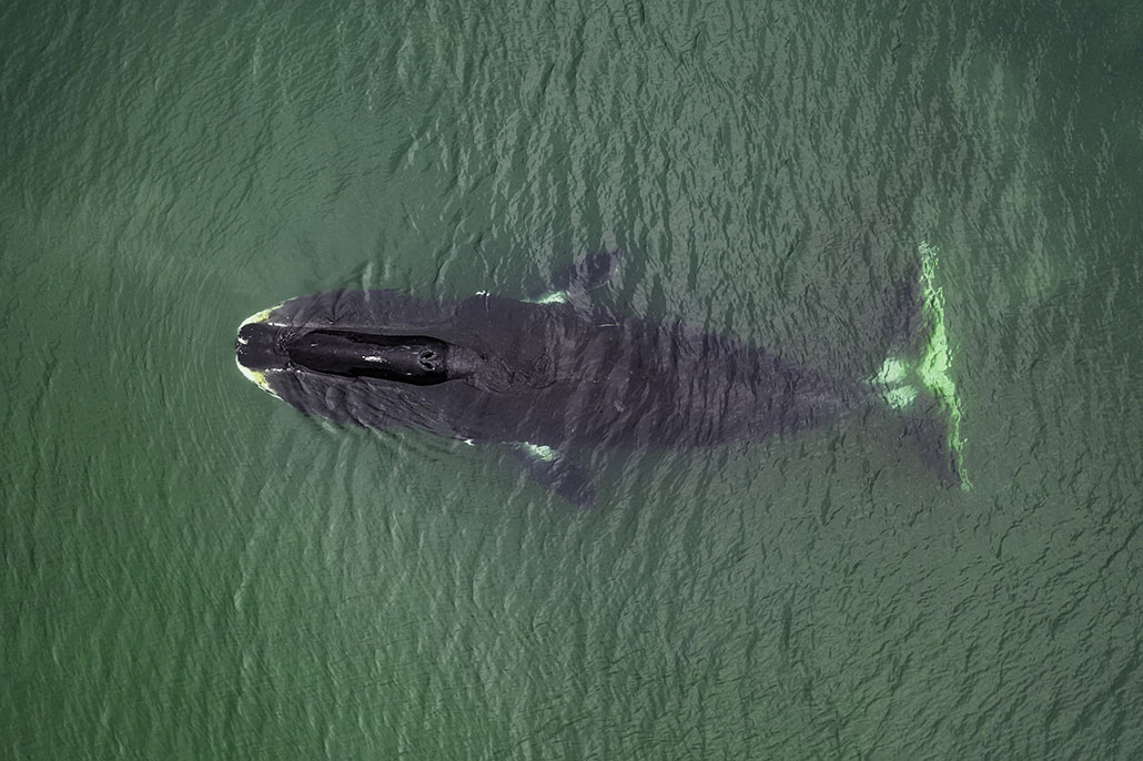 a photo of a bowhead whale swimming in green water as seen overhead
