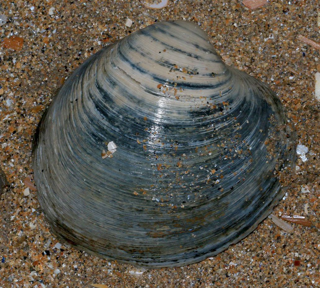 a photo of an ocean quahog shell resting on sand