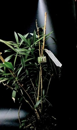 A green plants stands against a black background. A spotlight hits a white rectangular artificial leaf.