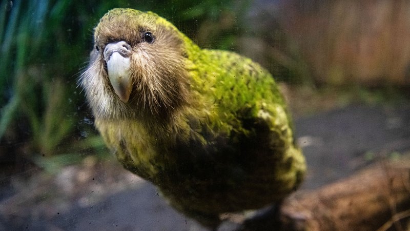 Sirocco the kākāpō gets close to the glass to look back at his audience. He is a large green parrot-like bird with a grey beak.