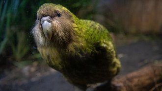 Sirocco the kākāpō gets close to the glass to look back at his audience. He is a large green parrot-like bird with a grey beak.