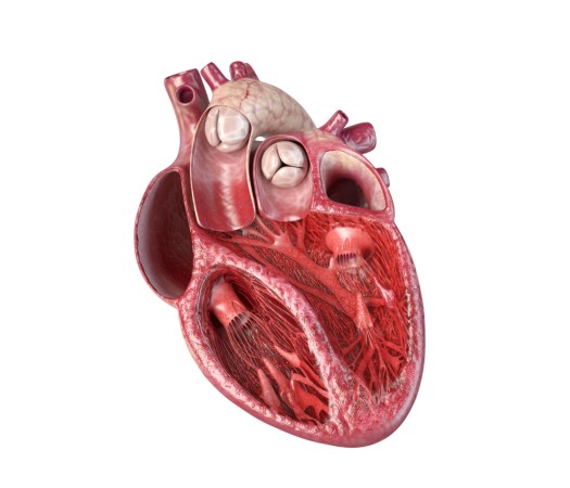 A cross-section of a heart sits against a white background. The chambers appear as red patches against pink tissue. 