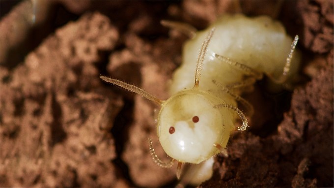 A close up photo of a blowfly larvae's rear end. The butt looks like a termite's face, with eye- and antennae-like structures.
