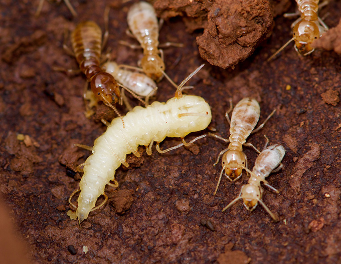 A blowfly larva surrounded by smaller termites in soil.