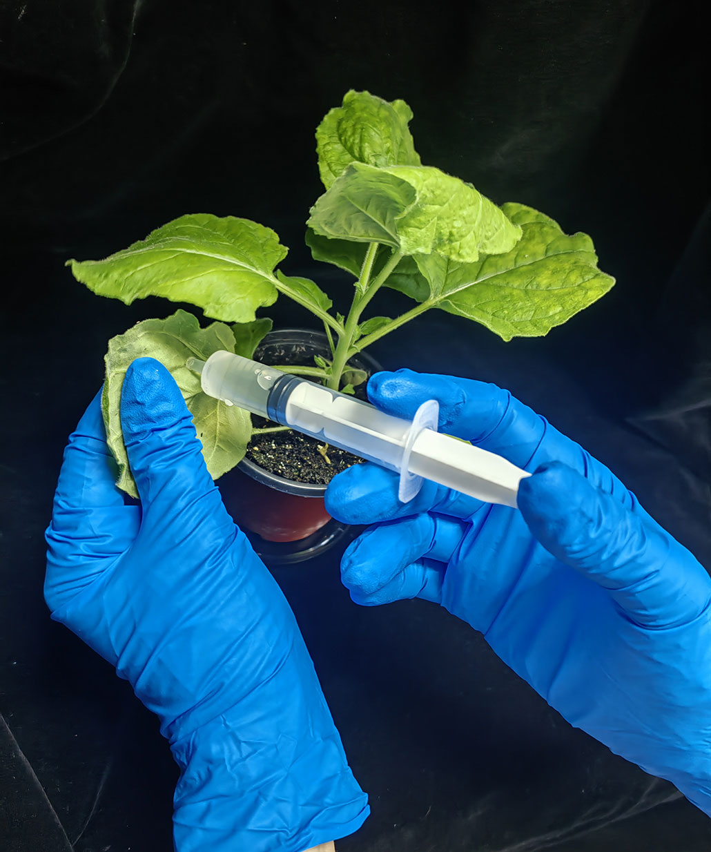 blue gloved hands holding a tobacco plant and injecting it with a clear fluid