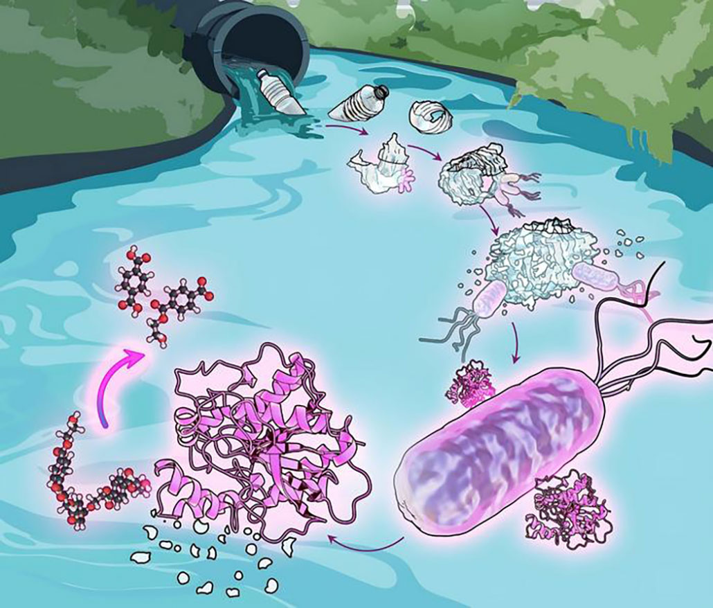 an illustration showingLudmilla Aristilde/Northwestern University how Comamonas bacteria found living in wastewater seek out certain plastic waste for food
