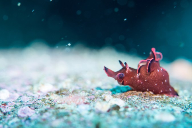 A red seahare crawls along whitish-gray sand and silt.