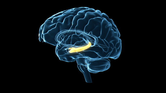 A 3-D rendering of a brain lies against a black background. The different lobes are a transparent blue. The hippocampus appears as an elongated yellow mass embedded in the lower part of the brain