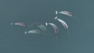 Aerial shot of six narwhals.