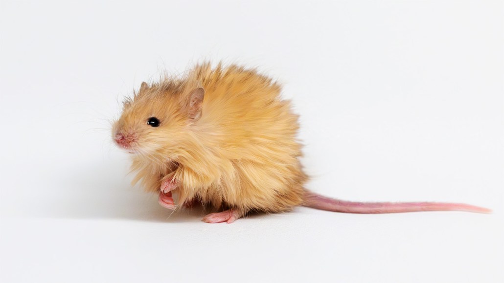 A mouse with an unusually thick and fluffy golden coat, sitting against a white background. Its fur appears much longer than that of a typical lab mouse. The mouse has small pink paws and a long, thin tail.