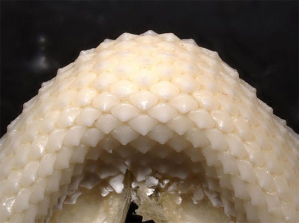 This close-up image shows rows of tightly packed, somewhat flattened teeth of a kind of shark called a rig.