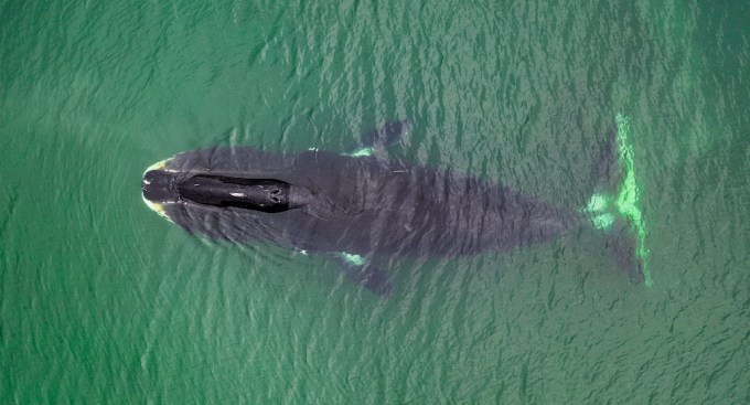 Aerial view of a bowhead whale, Balaena mysticetus, Sea of Okhotsk, eastern Russia.