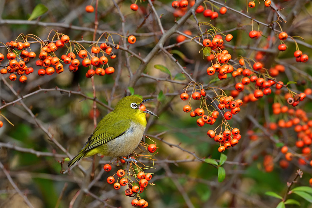 a photo of a bright green bird opening it's beak to swallow an orange berry like the ones on branches around it