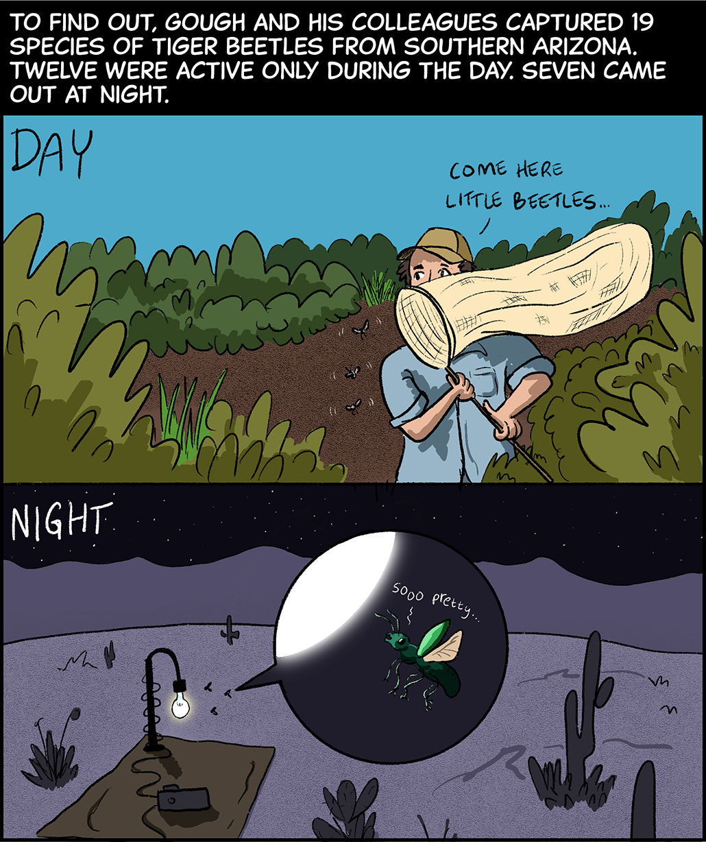 Text (above images): To find out, Gough and his colleagues captured 19 species of tiger beetles from southern Arizona. Twelve were active only during the day. Seven came out at night. Image (top): During the daytime, Gough stands out in a desert landscape. He swipes a net at a swarm of beetles, saying, “Come here, little beetles!” Image (bottom): At night, a lit lamp sits on a tarp out in the middle of the desert. An inset shows a beetle approaching the glowing light, saying, “Sooo pretty…” 