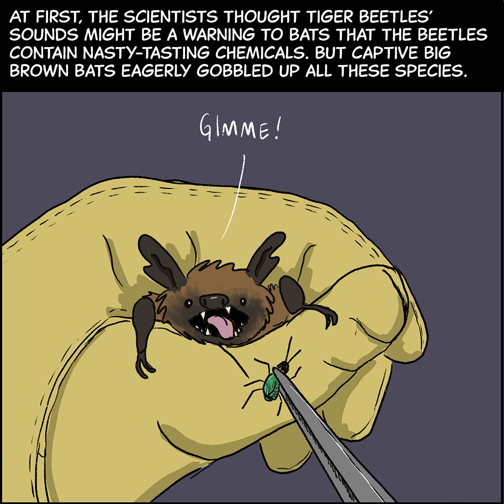 Panel 7: Text (above image): At first, the scientists thought tiger beetles’ sounds might be a warning to bats that the beetles contain nasty-tasting chemicals. But captive big brown bats eagerly gobbled up all these species. Image: A gloved hand gently cradles a big brown bat, while a pair of tweezers brings a green tiger beetle toward the bats mouth. The bat’s tongue is hanging out and it’s saying, “Gimme!”