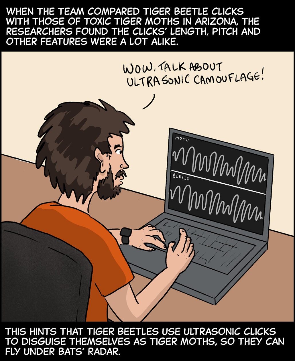 Text (above image): When the team compared tiger beetle clicks with those of toxic tiger moths in Arizona, the researchers found the clicks’ length, pitch and other features were a lot alike. Image: Gough sits at a table with a laptop, whose screen shows two similar-looking sound waves: One from a moth and another from a beetle. Gough is saying, “Wow, talk about ultrasonic camouflage!” Text (below image): This hints that tiger beetles use ultrasonic clicks to disguise themselves as tiger moths, so they can fly under bats’ radar.