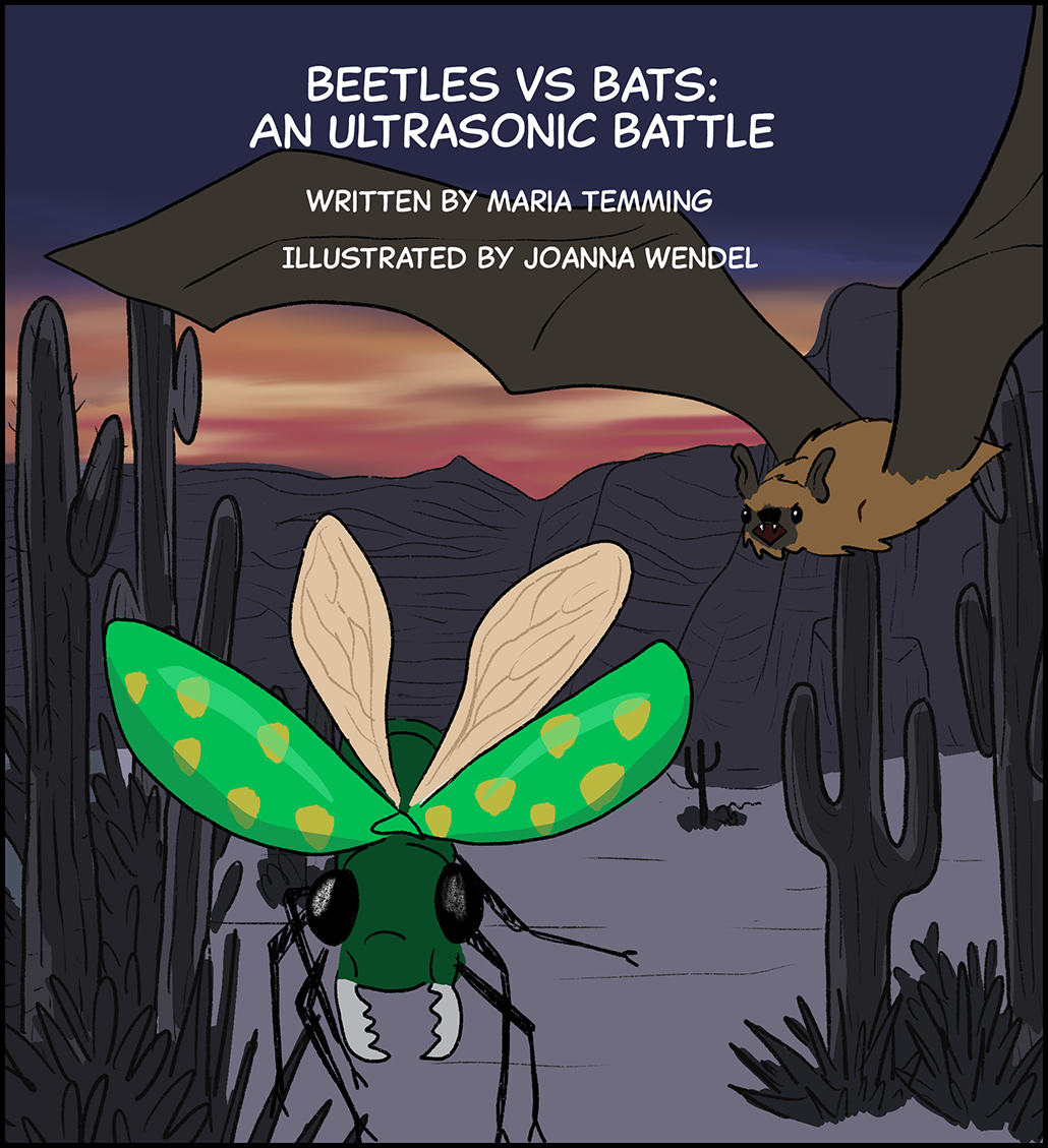 Text: Beetles vs. Bats: An ultrasonic battle . Written by Maria Temming. Illustrated by JoAnna Wendel. Image: A brown bat soars through a desert sky at sunset, chasing after a flying green beetle with yellow spots. 
