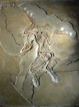 a photo of a fossil of an Archaeopterx