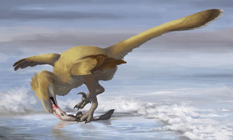 an illustration of a bird like dinosaur with covered in white feathers fading to brown at the edge of the wings and end of the tail. It is eating a fish that is pinned down by it's claws right next to the waterline.