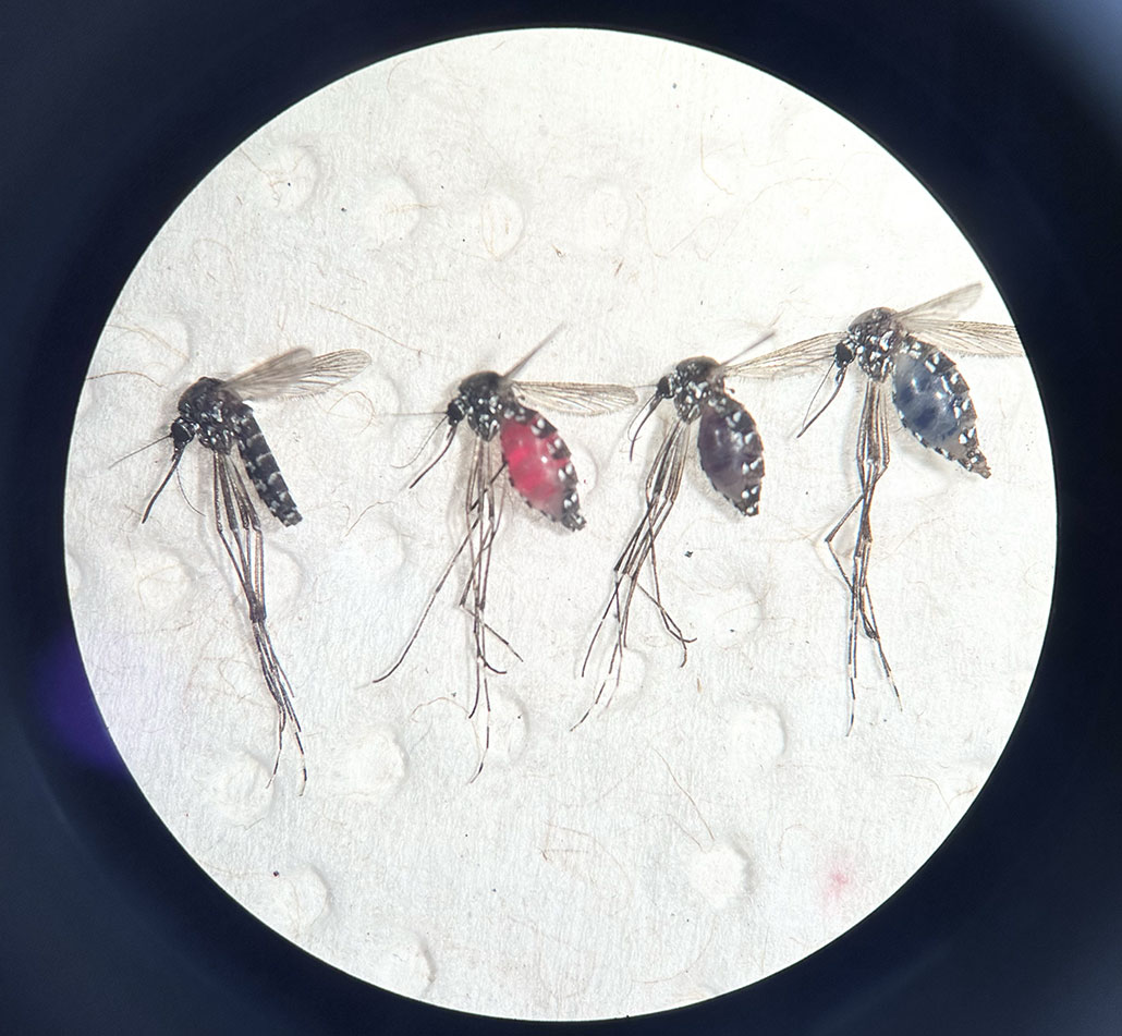 a magnified view of four Asian tiger mosquitoes