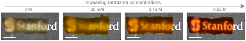 a series of photos showing how greater amounts of tartrazine rubbed into chicken skin made it increasingly more transparent.