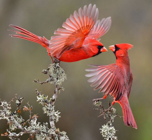 a photo of two cardinals, red songbirds with crests