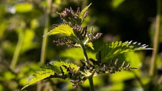 A close-up of a leafy green herb