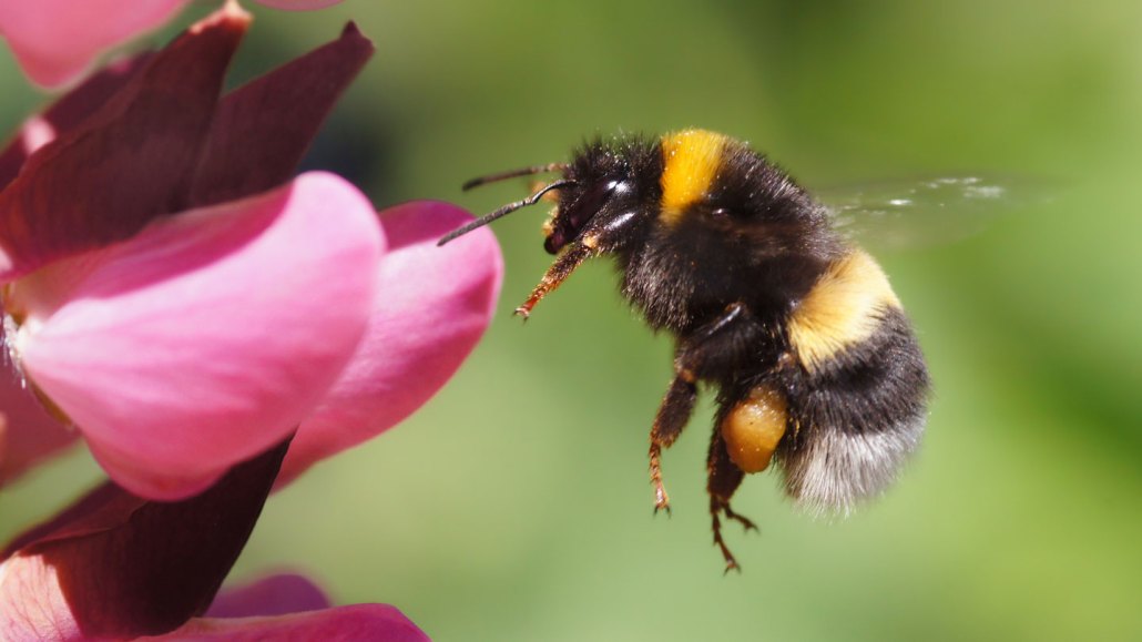 a fuzzy black and yellow bumblebee hovers in the air beside a pink flower