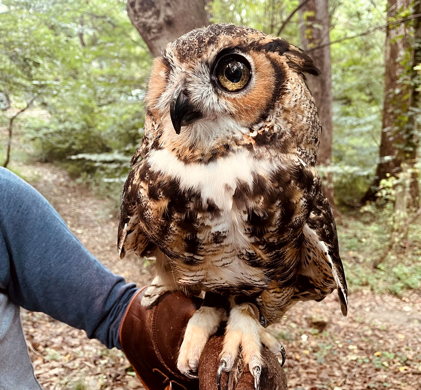 a photo of a gorgeous great horned owl sitting on a handler's glove and looking the the left of the image