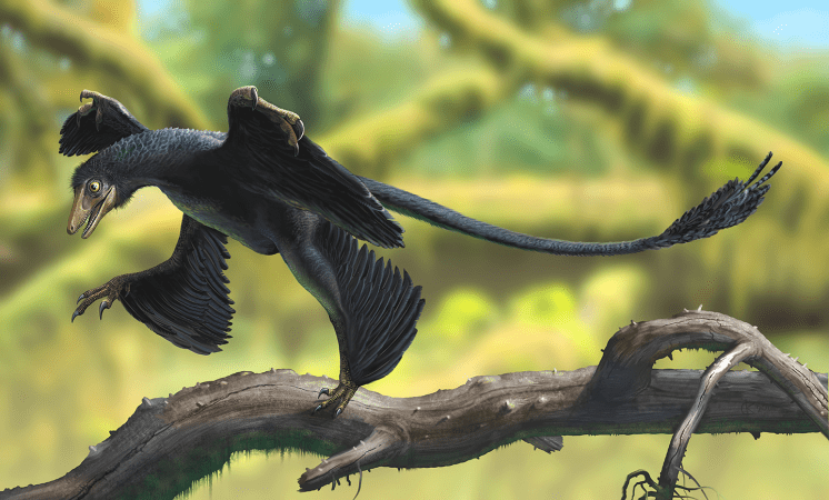 a chicken-sized black feathered dino much resembling a bird
