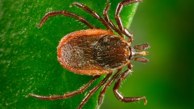 Close up view of a western blacklegged tick on a green background. The tick is oval shaped and has a reddish-brown body bristling with tiny hairs.