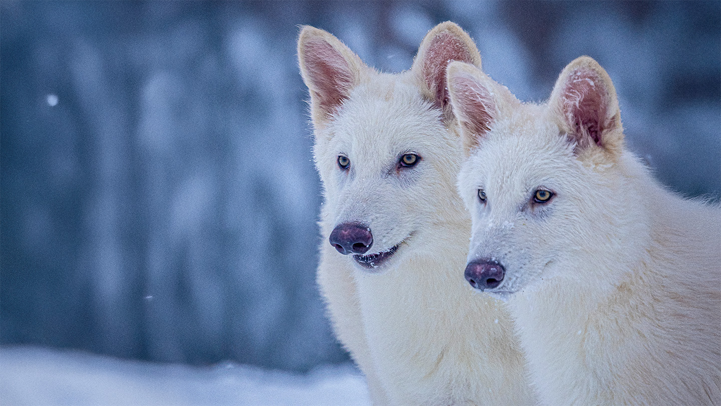 Two white dire wolves stand next to each other in front of a snowy background.