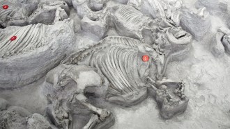 A fossilized ancient rhino lays embedded in the ground at the Ashfall research site, surrounded by other fossils