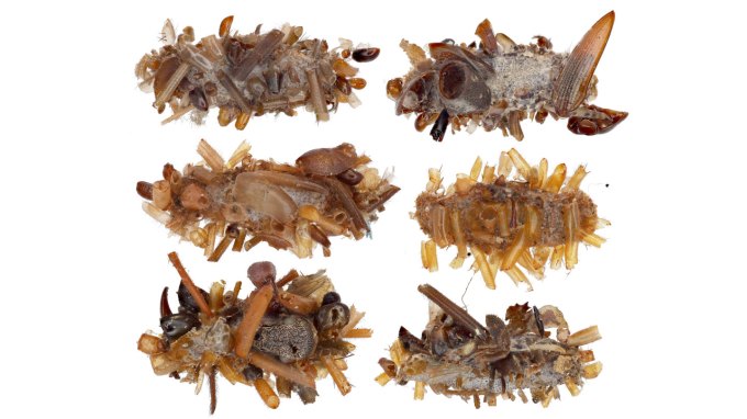 Six caterpillar cases covered in spikey body parts of insects and spiders.
