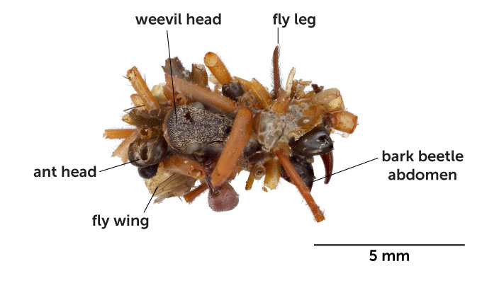 A single caterpillar case with different insect parts pointed out on it: an ant head, a weevil head, a fly leg, a fly wing and a bark beetle abdomen.