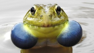 A picture of a male Indian bullfrog with blue vocal sacs puffed out on either side of the frogs neck