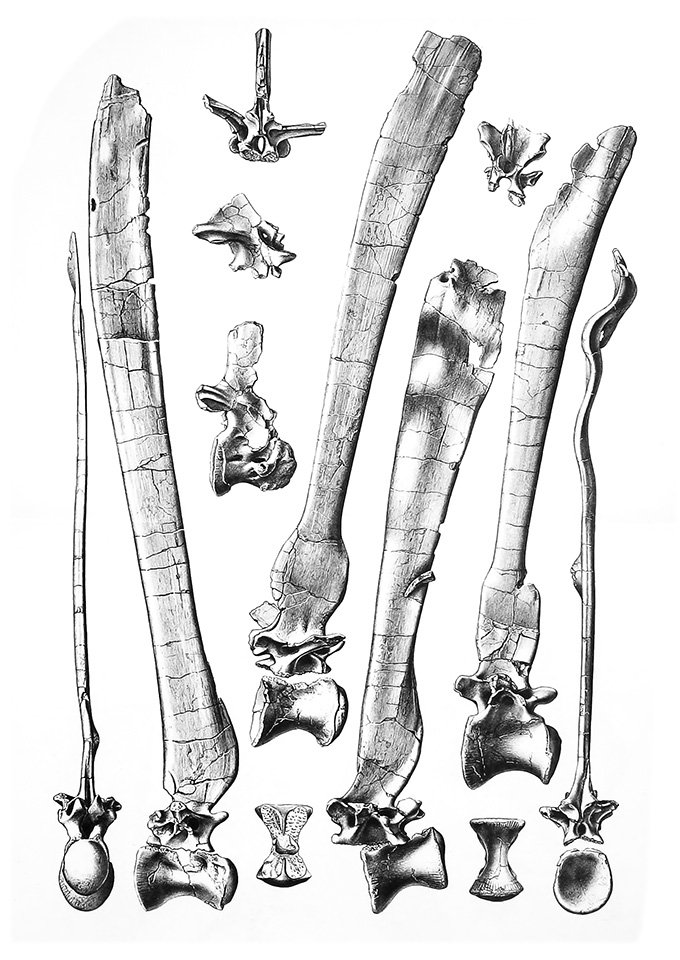 Sketches of Spinosaurus fossils