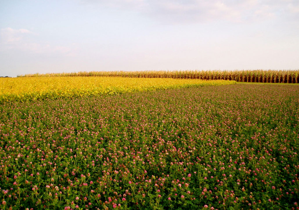 a field of purple clover in front of sections of the same field growing soybeans and corn