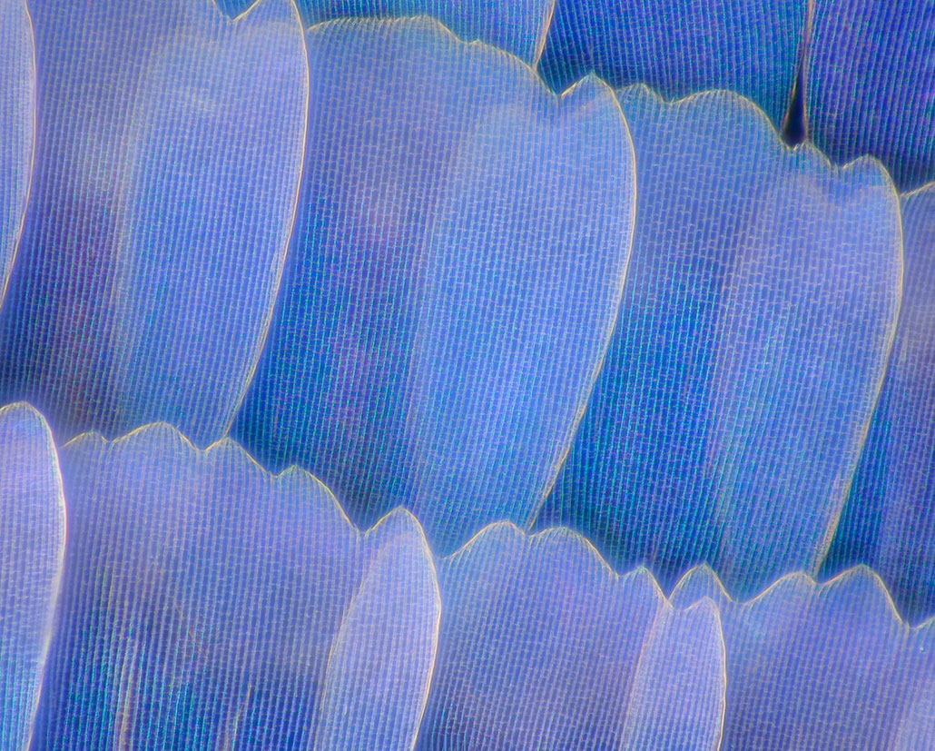 a microscopic view of bright blue butterfly scales 