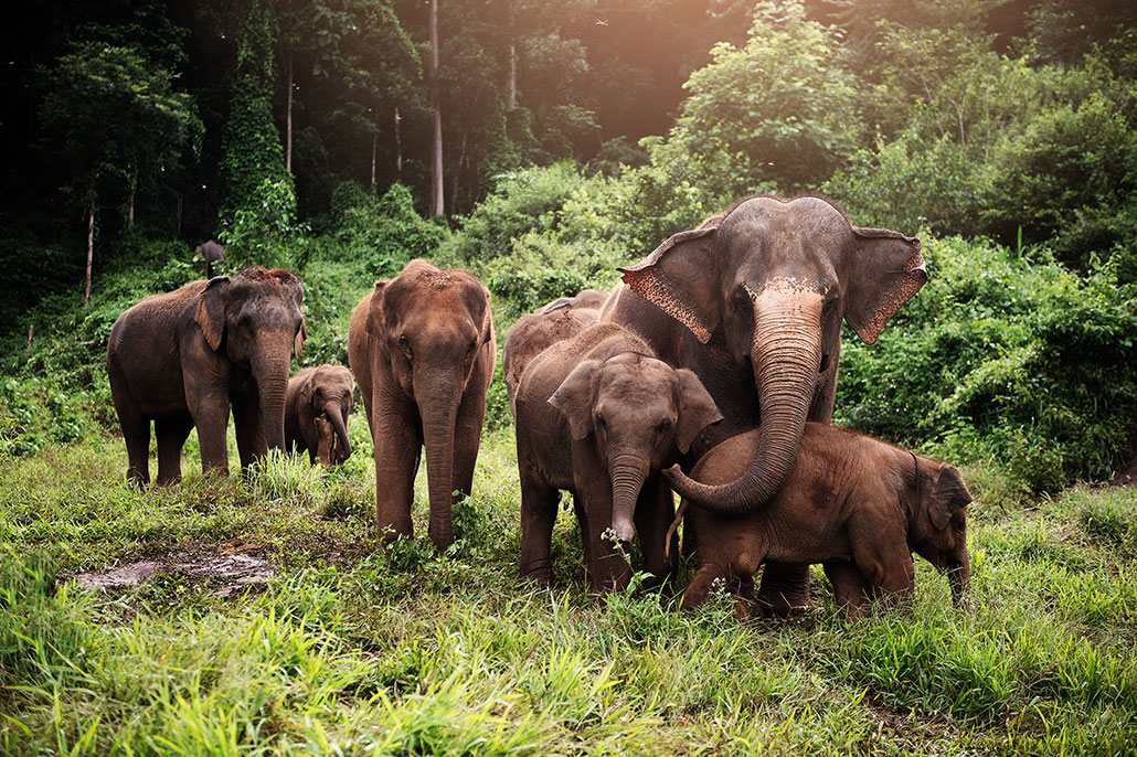 a herd of Asian elephants of various ages at the edge of a forest