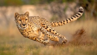 a fast cheetah is in crisp focus as it leans to the left and kicks up dirt while speeding towards the viewer