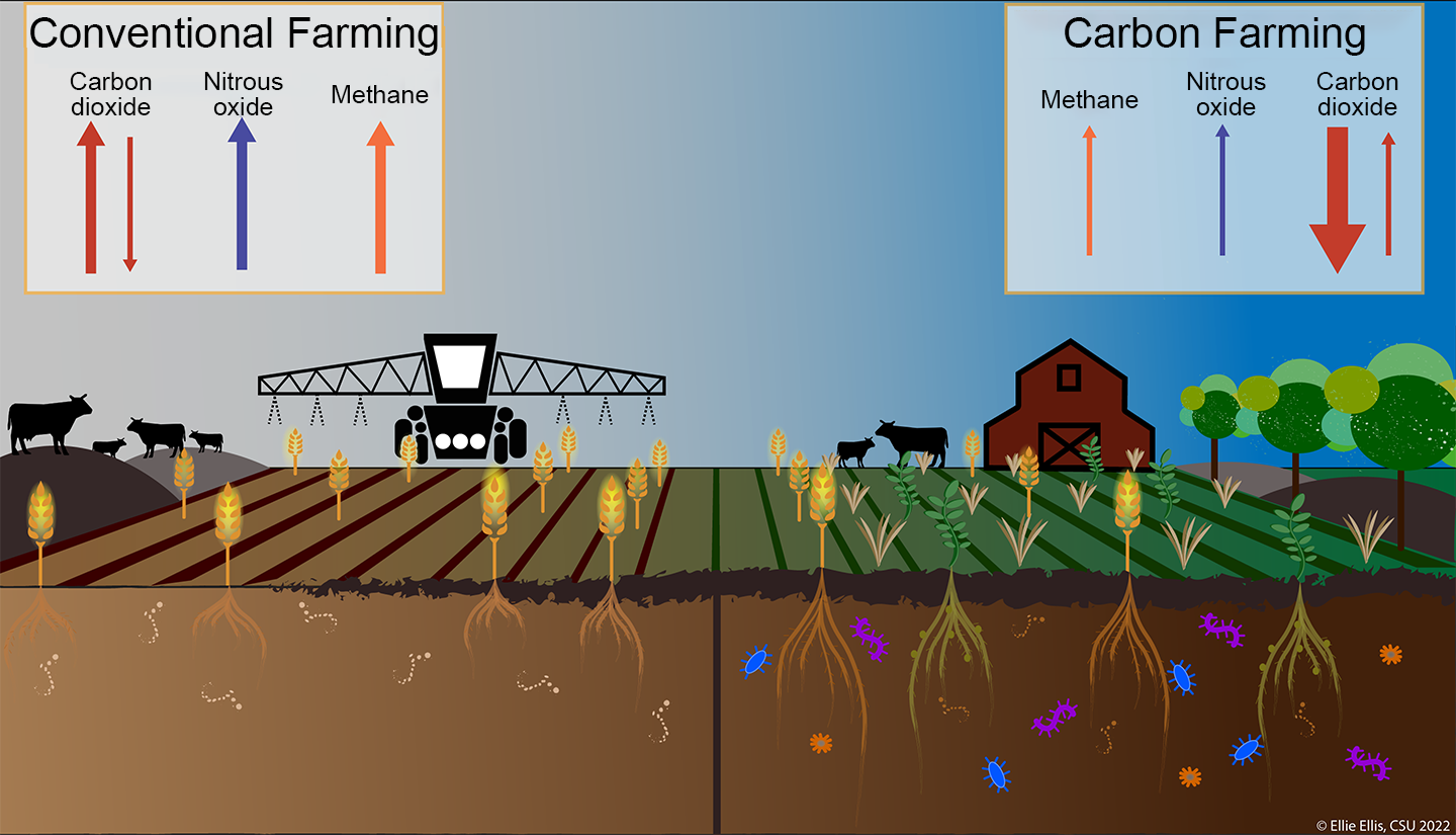 a graphic showing how conventional and carbon farming differ in terms of methane emissions, nitrous oxide production and carbon dioxide storage in the soil.