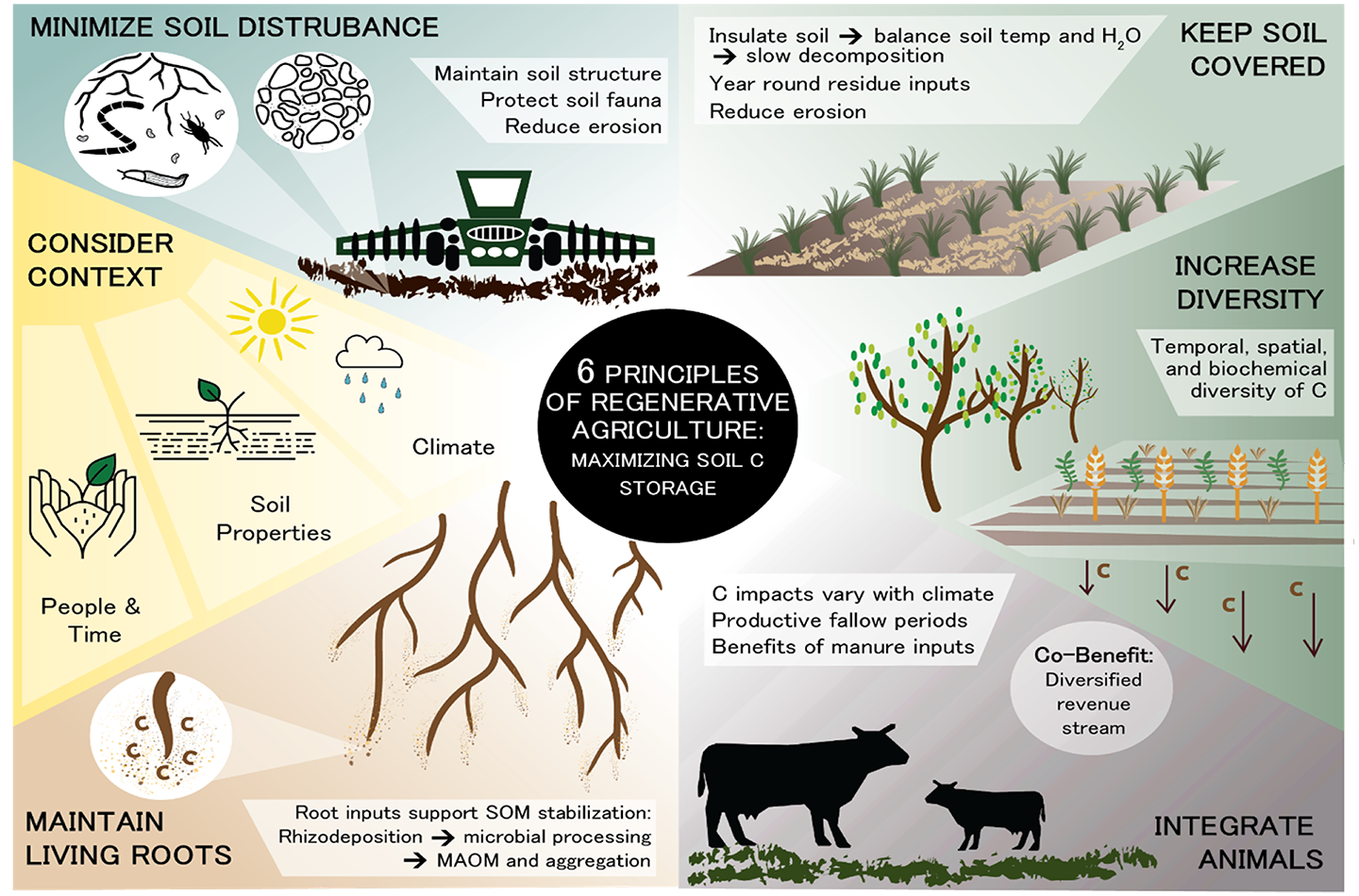 a graphic showing the six principles of regenerative agriculture: maintain living roots, integrate animals, increase diversity, consider context, keep soil covered, minimize soil disturbance