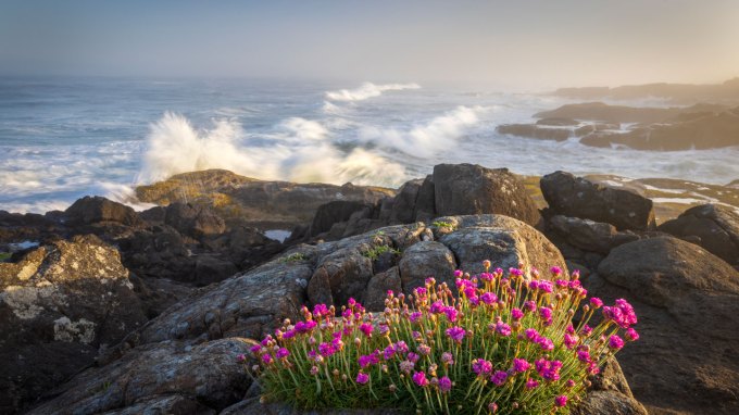 a scenic view of pink wildflowers and rocks by sea against sky
