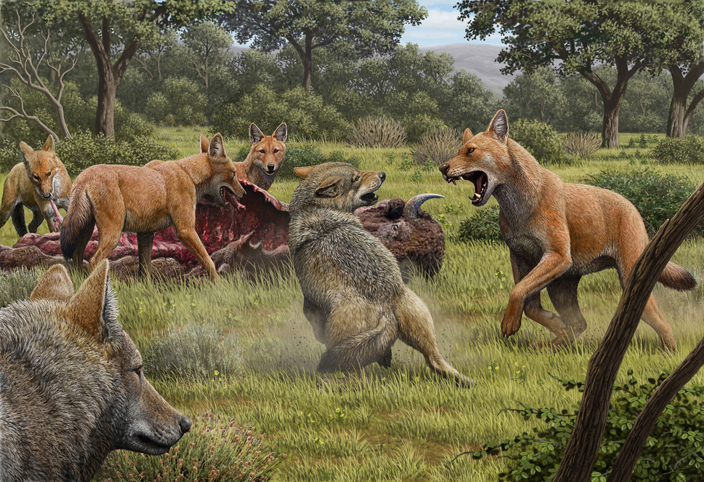 an illustration showing large brownish dire wolves fending off gray wolves