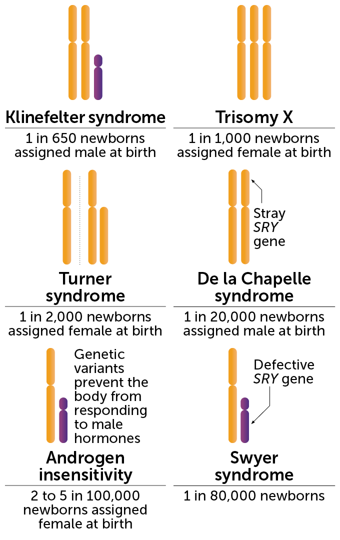 a diagram showing how different sex chromosomes are combined in humans