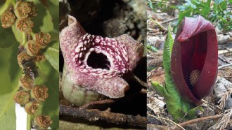Three stinky plant flowers that have independently evolved the ability to make the scent of death and dung are shown. On the left, a fly crawls over the small green bell shaped flowers with brown edges of an evergreen shrub Eurya japonica. In the center a large barrel shaped maw of Asarum simile has three large petal-like arm with a red and white ring resembling rows of teeth surrounding a central hole. On the right is Symplocarpus renifolius with a green shoot and a huge red leaf that flops over at the tip and curves to create a cavern from which peeks a spiky, egg-shaped structure.
