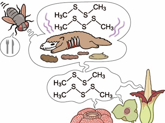 A cartoon of a fly in the upper left corner with a speech bubble showing a fork and knife and a thought bubble showing a rotting animal carcass and animal scat with stink lines and the chemical structure of dimethyl disulfide over it. Three plants that have evolved the ability to make dimethyl disulfide are shown emitting the gut-churning chemical.