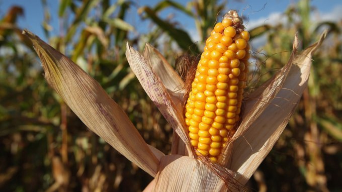 a husked ear of corn with golden yellow kernels in front of an out-of-focus cornfield on a bright sunny day